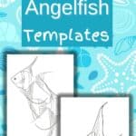 angelfish templates