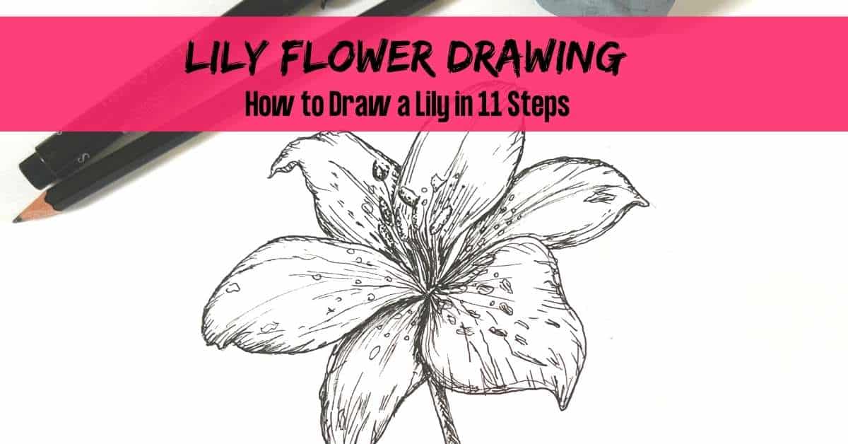 Lily Drawing  How To Draw A Lily Step By Step