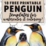 penguin templates for watercolor & coloring