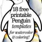 penguin templates for watercolor & coloring