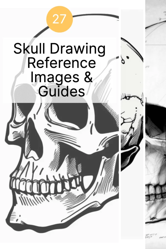 Pin on Skull reference