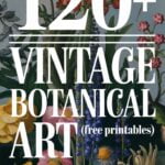 free vintage botanical printables