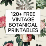 free vintage botanical printables