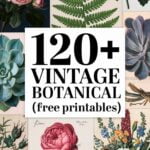 free vintage botanical printables