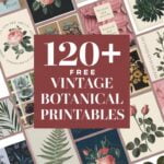 free vintage botanical printables