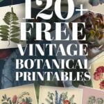 free vintage botanical printables