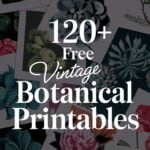 free vintage botanical printables