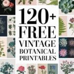 free vintage botanical printables