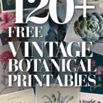 free vintage botanical printables